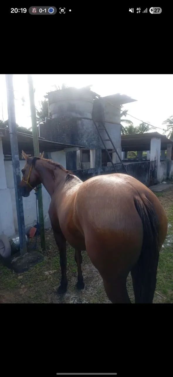 ÉGUA QUARTO DE MILHA