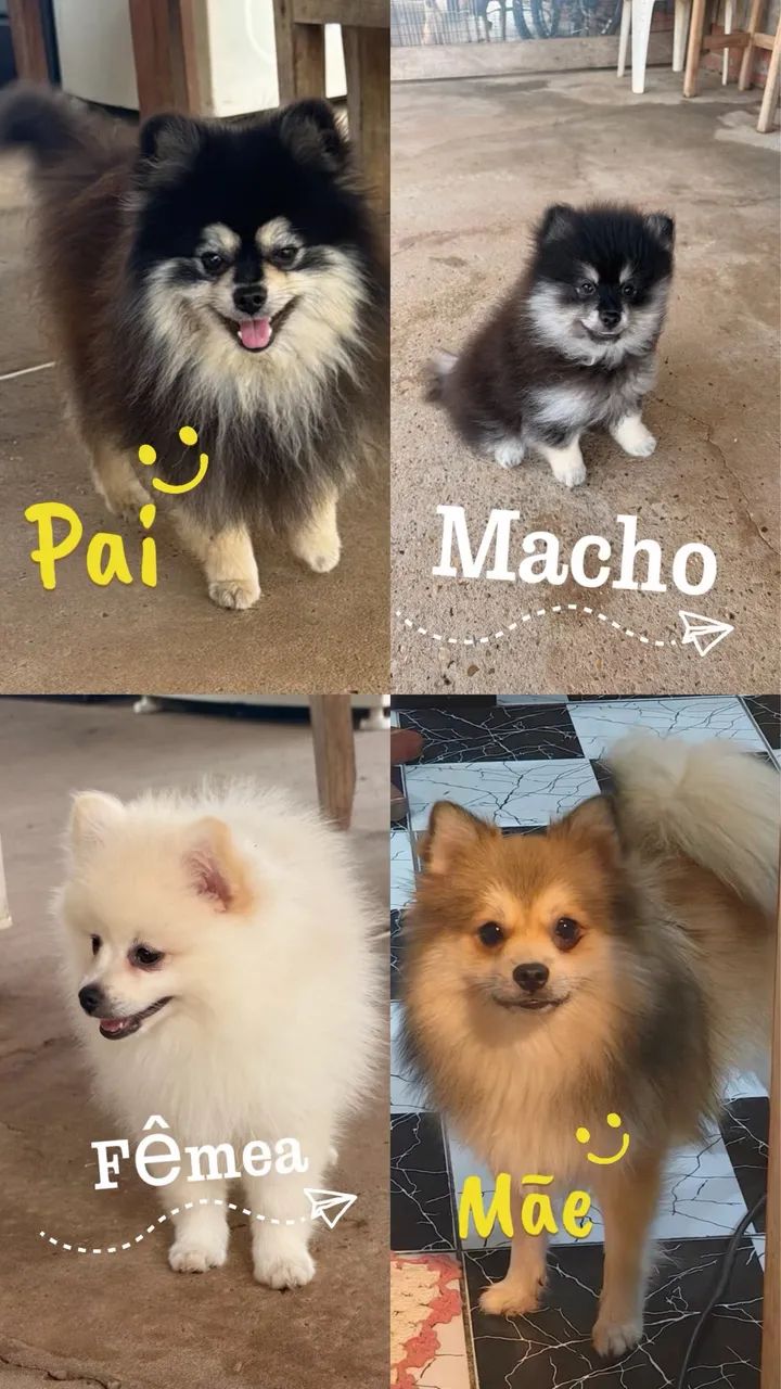 Animais