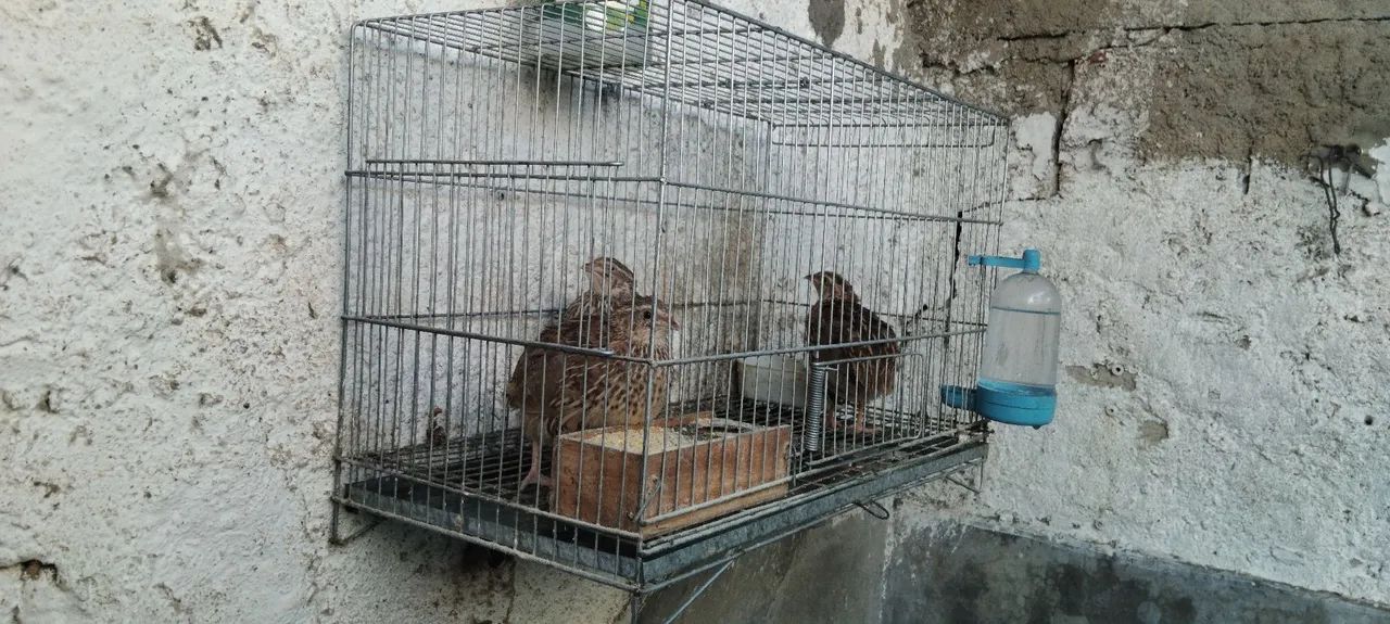 Gaiola com cordonas  - Foto 3