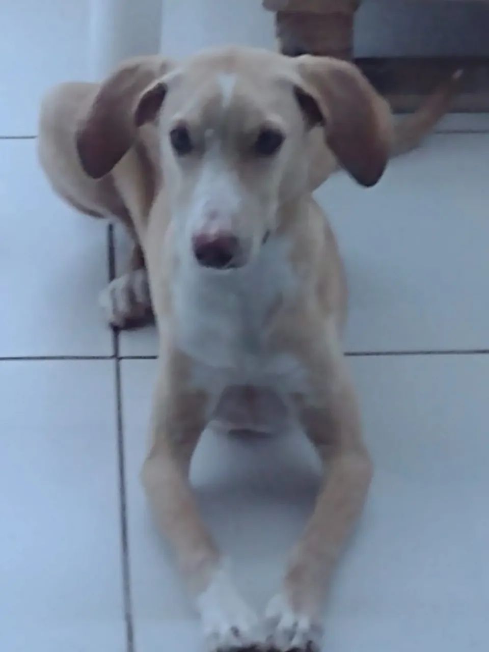 animal estimação - Foto 2
