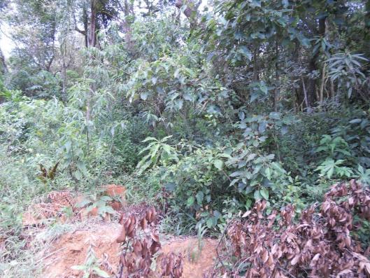 Terreno residencial à venda, Recanto do Lago, Mairiporã. - Foto 3
