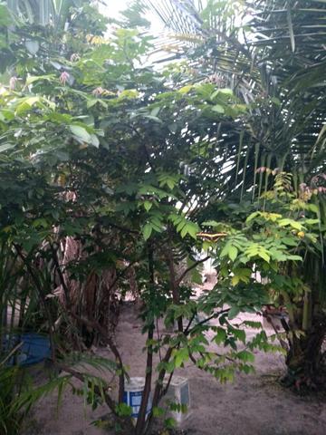 Vendo sítio em paço do Lumiar/ MA - Foto 10