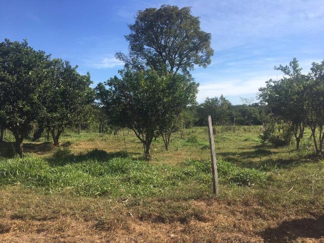 Sítio na Comunidade Carrijo à 60 Km do Trevo do Lagarto - Foto 9