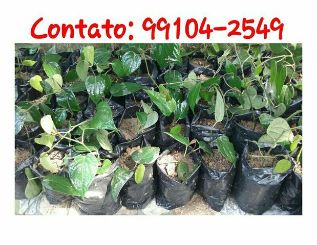 Vendo mudas, R$ 5,00 - Foto 2