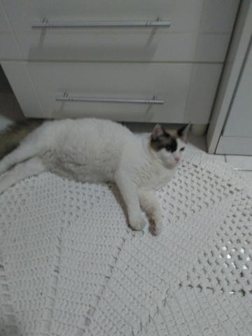 Doação - Foto 6