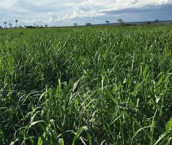 Oportunidade de Fazenda com 128 alqueires em Bataguassu Ms de frente p asfalto