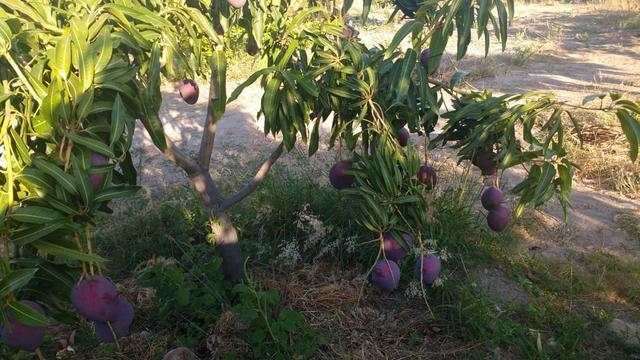 Vendo ou troco chácara na estrada da adutora - Foto 2