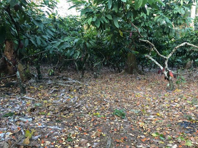 Fazenda produtora de Cacau em Linhares 70mil - Foto 11