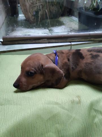Basset