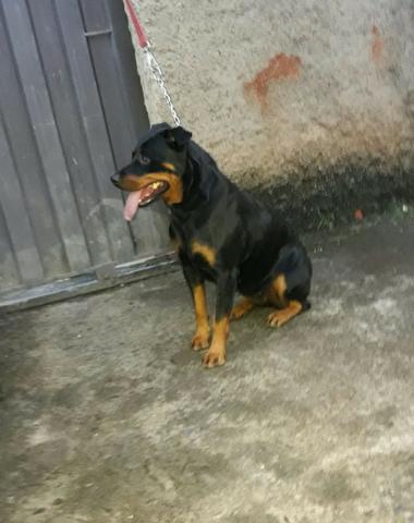 Filhote macho de Rottwaleir com Pastor Alemão - Foto 3