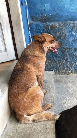 Australian Cattle Dog, Blue Heeler, Boiadeiro Australiano - Foto 4