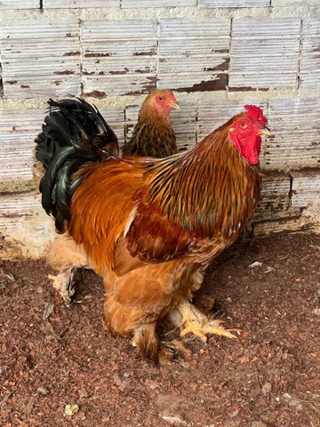 Casal de Galinhas Brahma Buff