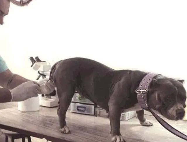 Inseminação artificial em cães  - Foto 2
