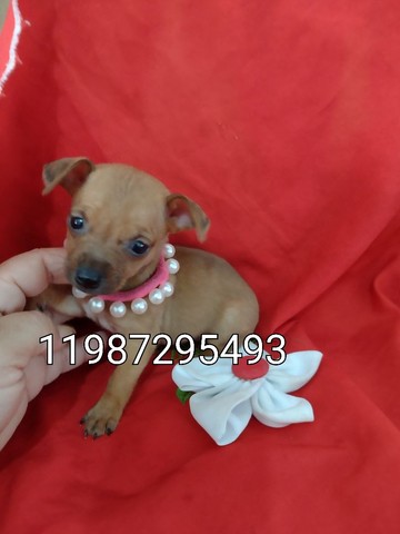 Pinscher micros hoje promoção 799 femeas 999 pedigree 