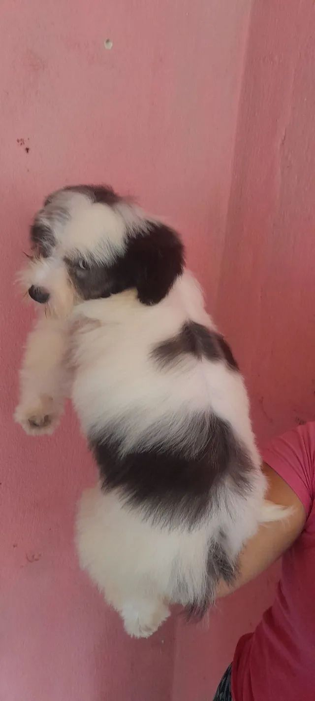 Filhotes de Shih tzu Lhasa - Cachorros e acessórios - Muribeca