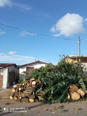 Poda de árvores ? limpeza de coqueiros * - Foto 2