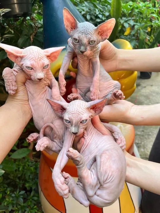 Filhotes de gato sphynx /Elf 