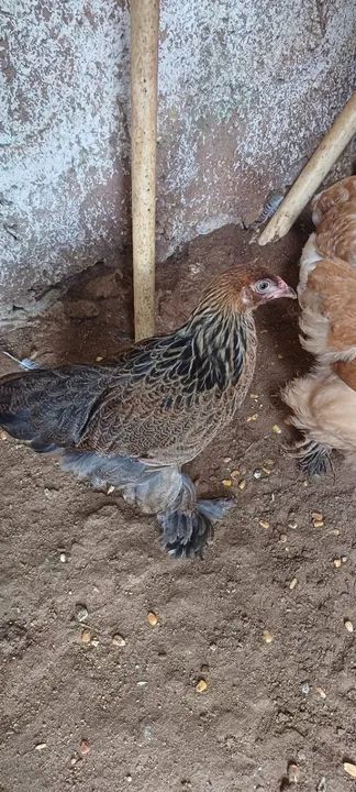 11 pintinhos Brahmas sortidos