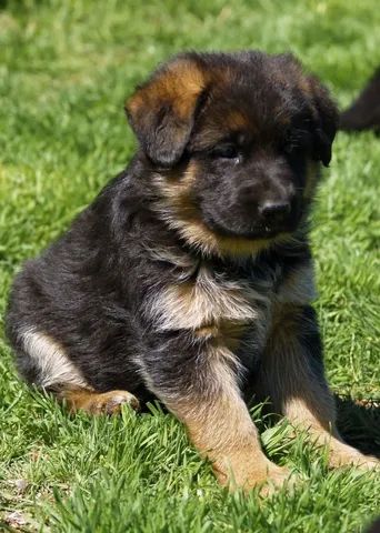 Pastor Alemão leve para casa