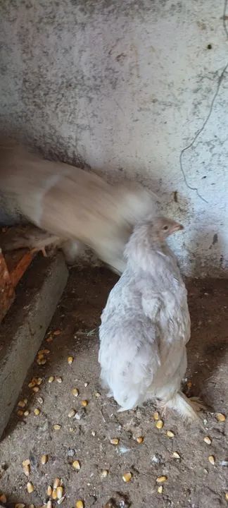 11 pintinhos Brahmas sortidos - Foto 2