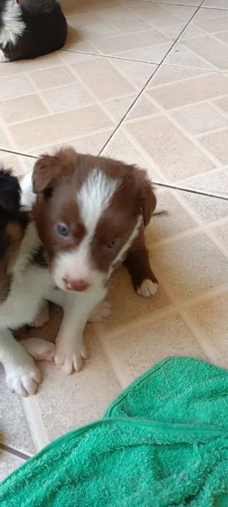 Border Collie belos - Foto 5