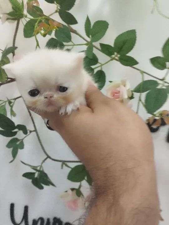 Lindos Filhotes de Persa e exótico  - Foto 4