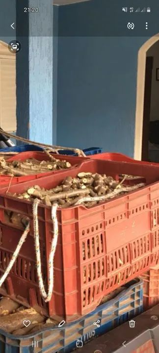 Vendo rama de mandioca  amarela. - Foto 6