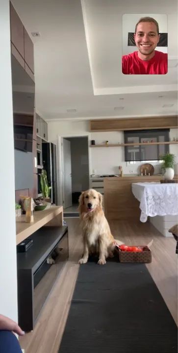 Adestramento de cães on-line  - Foto 6