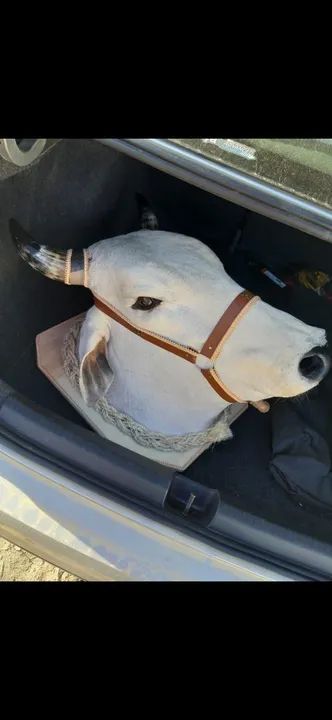 Cabeça de boi empalhada de decoração