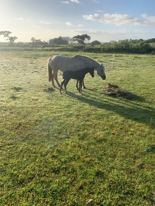 Égua crioula  - Foto 4