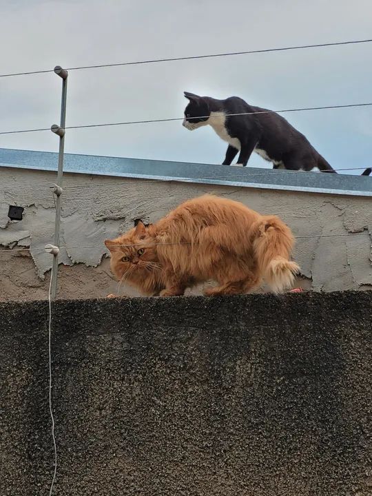 Doação - Gato Persa perdido - Foto 6