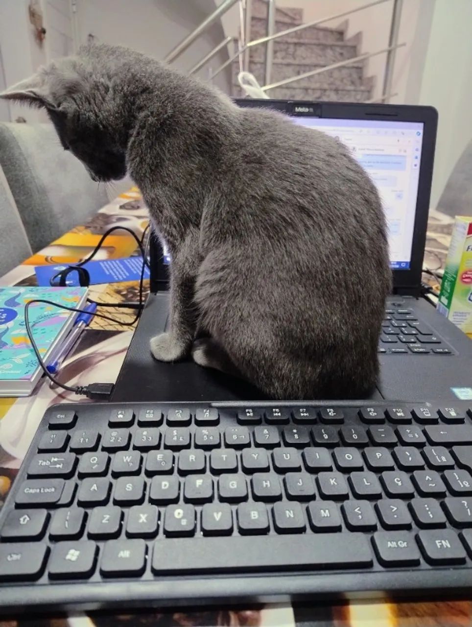 Doa-se GATA de 1 ano cinza castrada!
