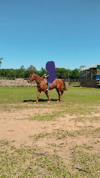 Cavalo Quarto de Milha para venda - Foto 2