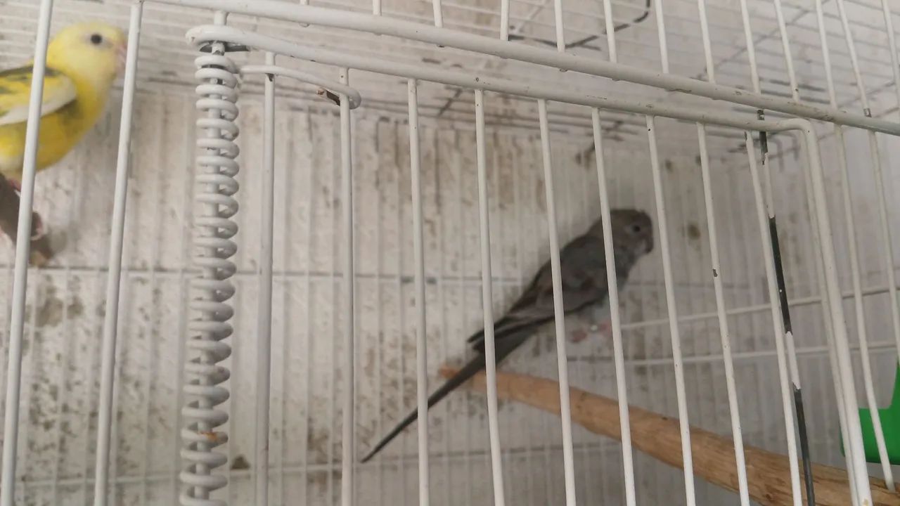 Gaiolas 64314061510530124