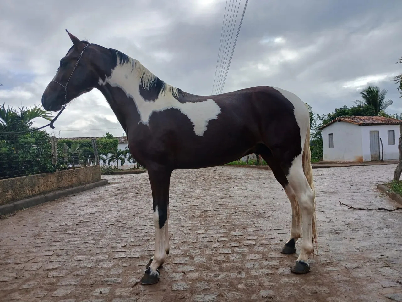Cavalo Mangalarga