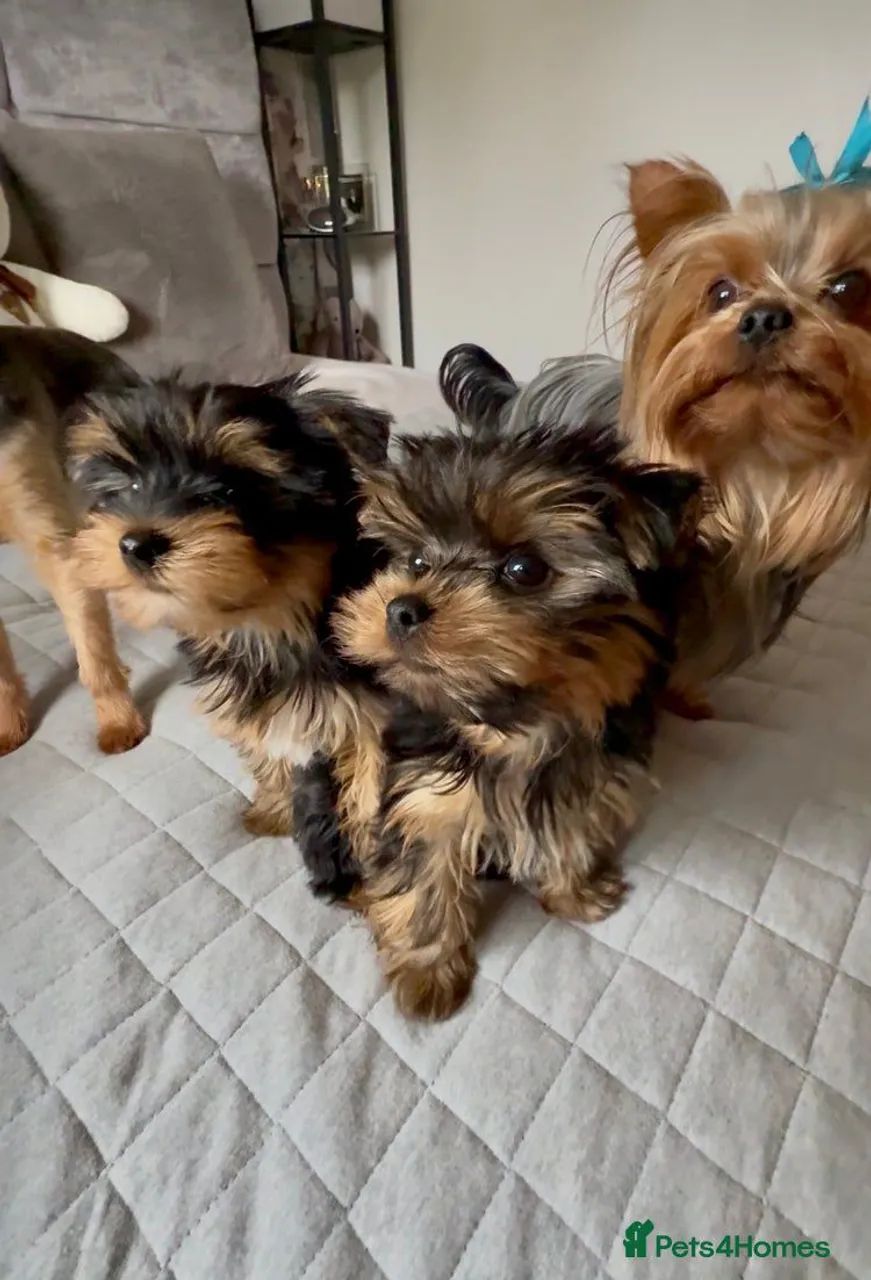 Yorkshire disponível 