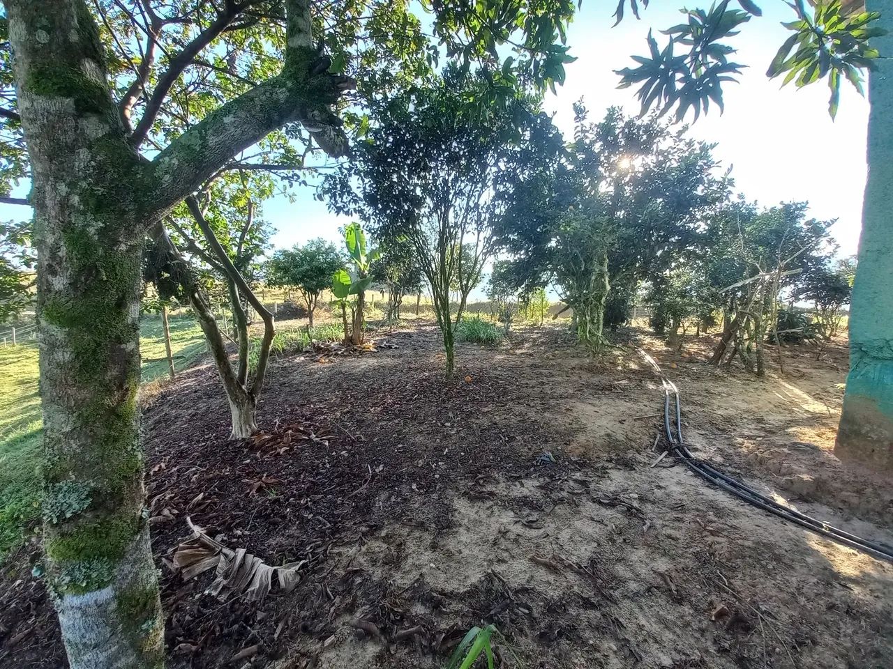 Sitio chacara 2 mil m2 fazendinha Biguacu - Foto 3