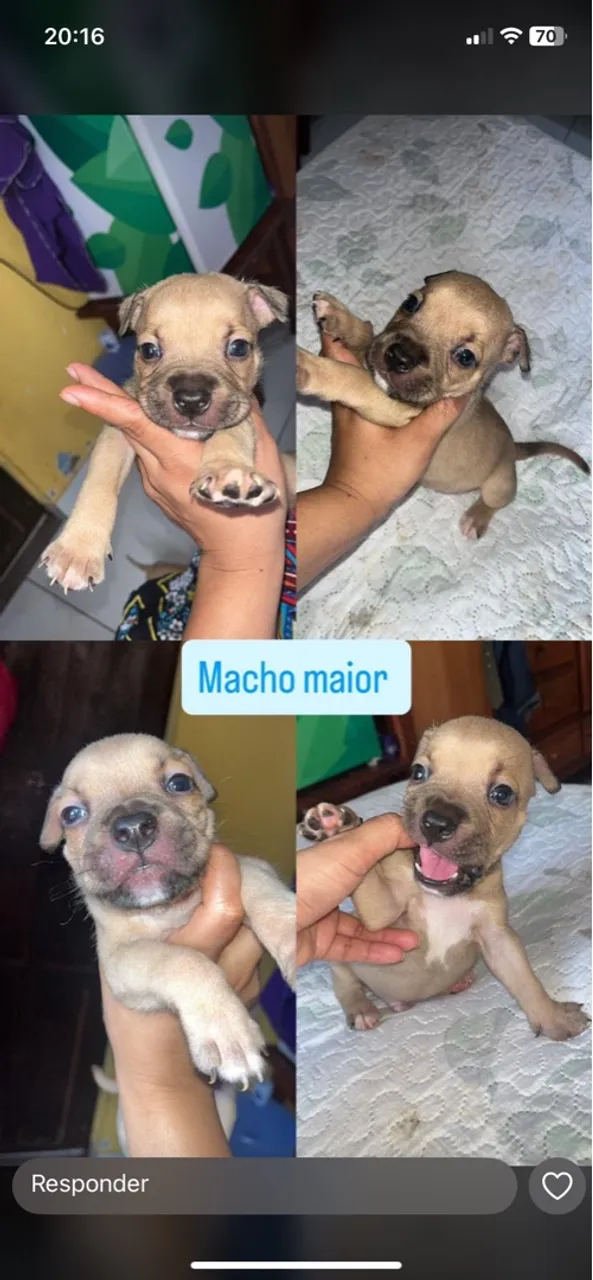 Filhote Pitbull Macho - Disponível!