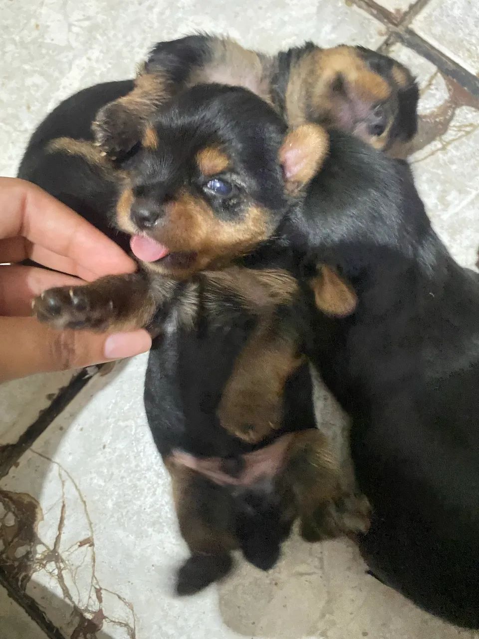 cachorro yorkshire macho  - Foto 2