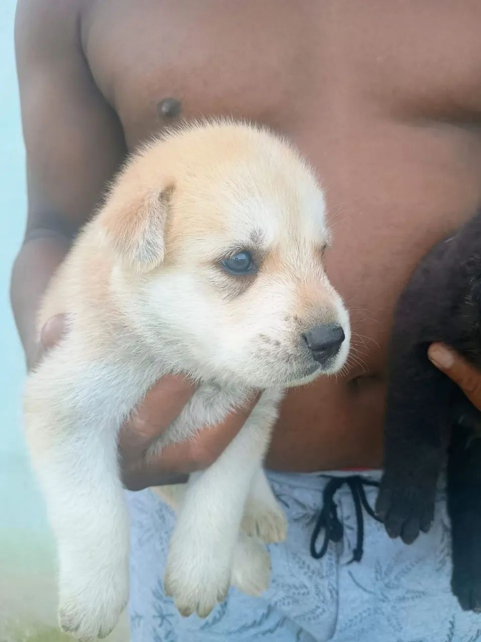 Filhote de cachorro Golden com Husky - Foto 4