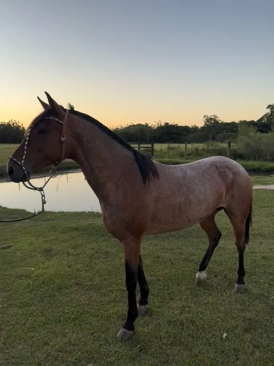 Cavalo crioulo Rusilho - Foto 2