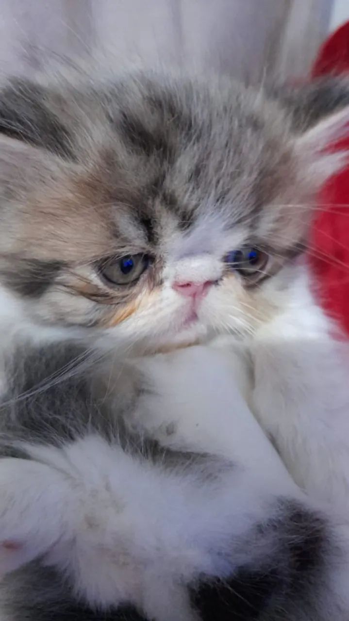 Filhotes de gatos persas puros  - Foto 3