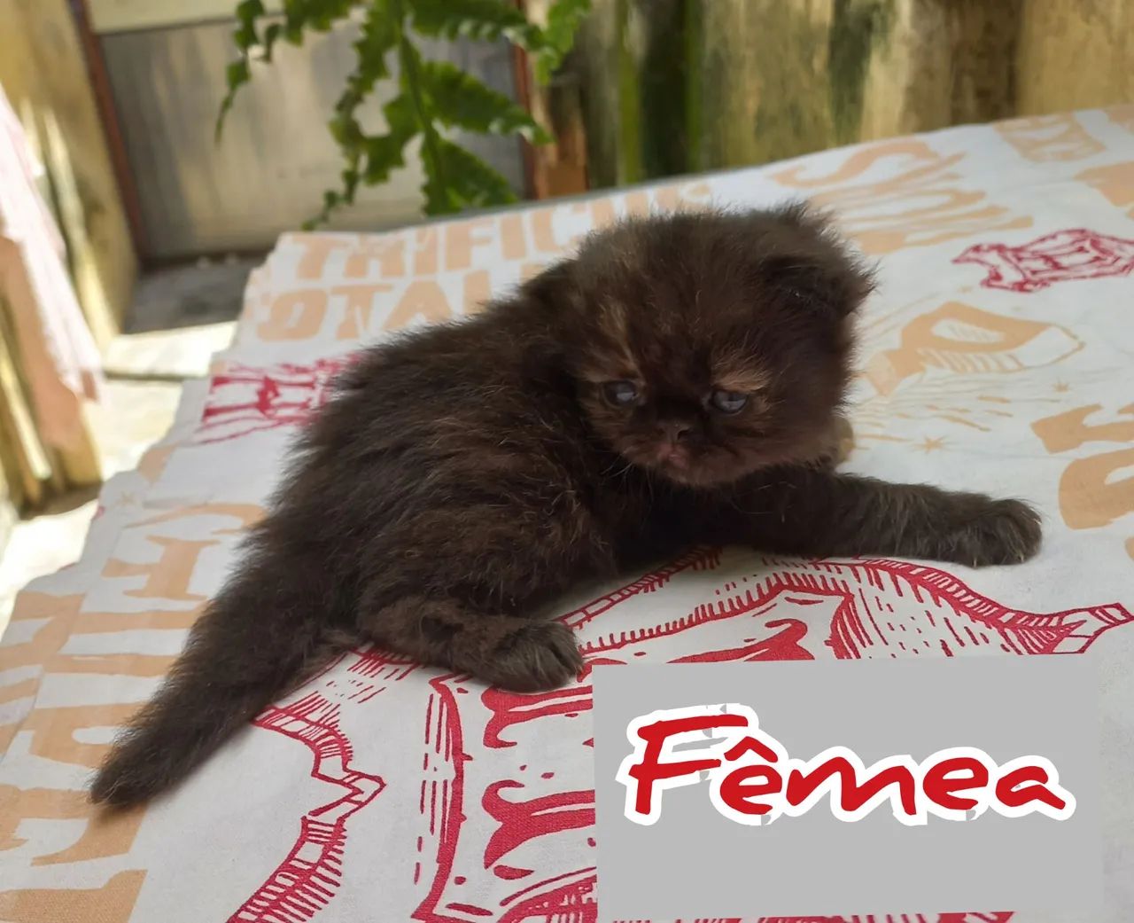 Filhotes Gatinhos Persas