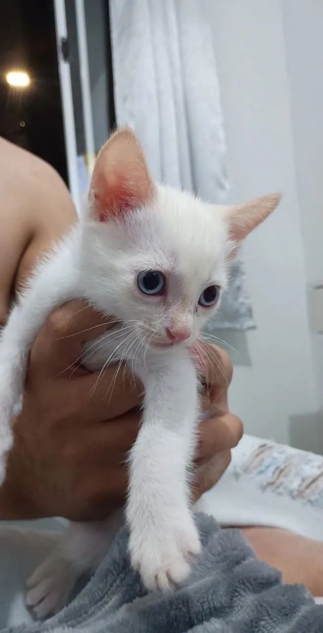 DOA-SE KITTENS64639805592451124