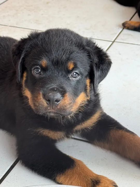Vendo Filhotes de Rottweillers - pais no local e possuem pedigree - Foto 3