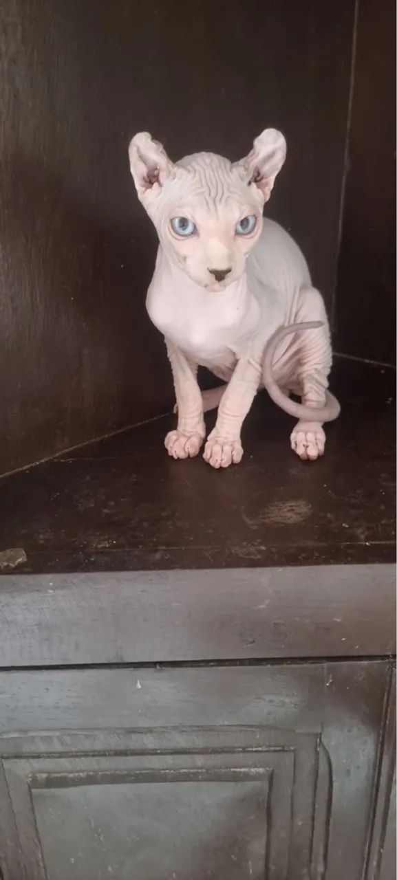 Lindo gato Sphynx ( Elf ) - Foto 3