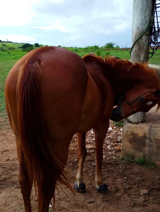 Cavalo Quarto de Milha para venda - Foto 3