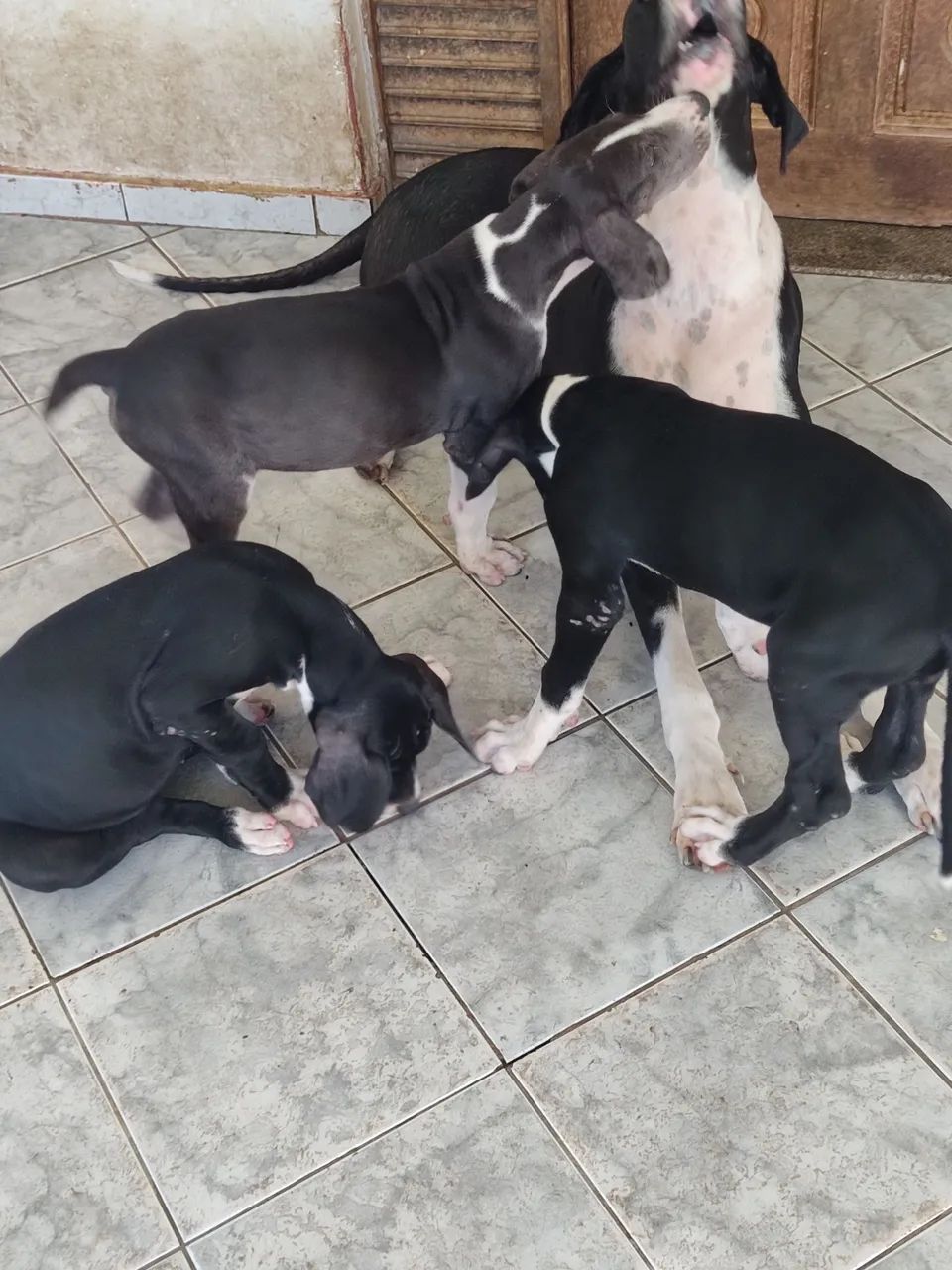 Filhotes de Dogue Alemão  - Foto 4