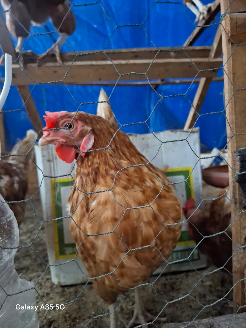 Galinhas poedeiras para produção de ovos