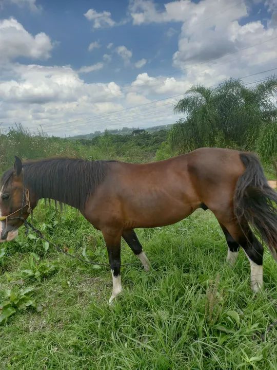 Cavalo crioulo - Foto 3